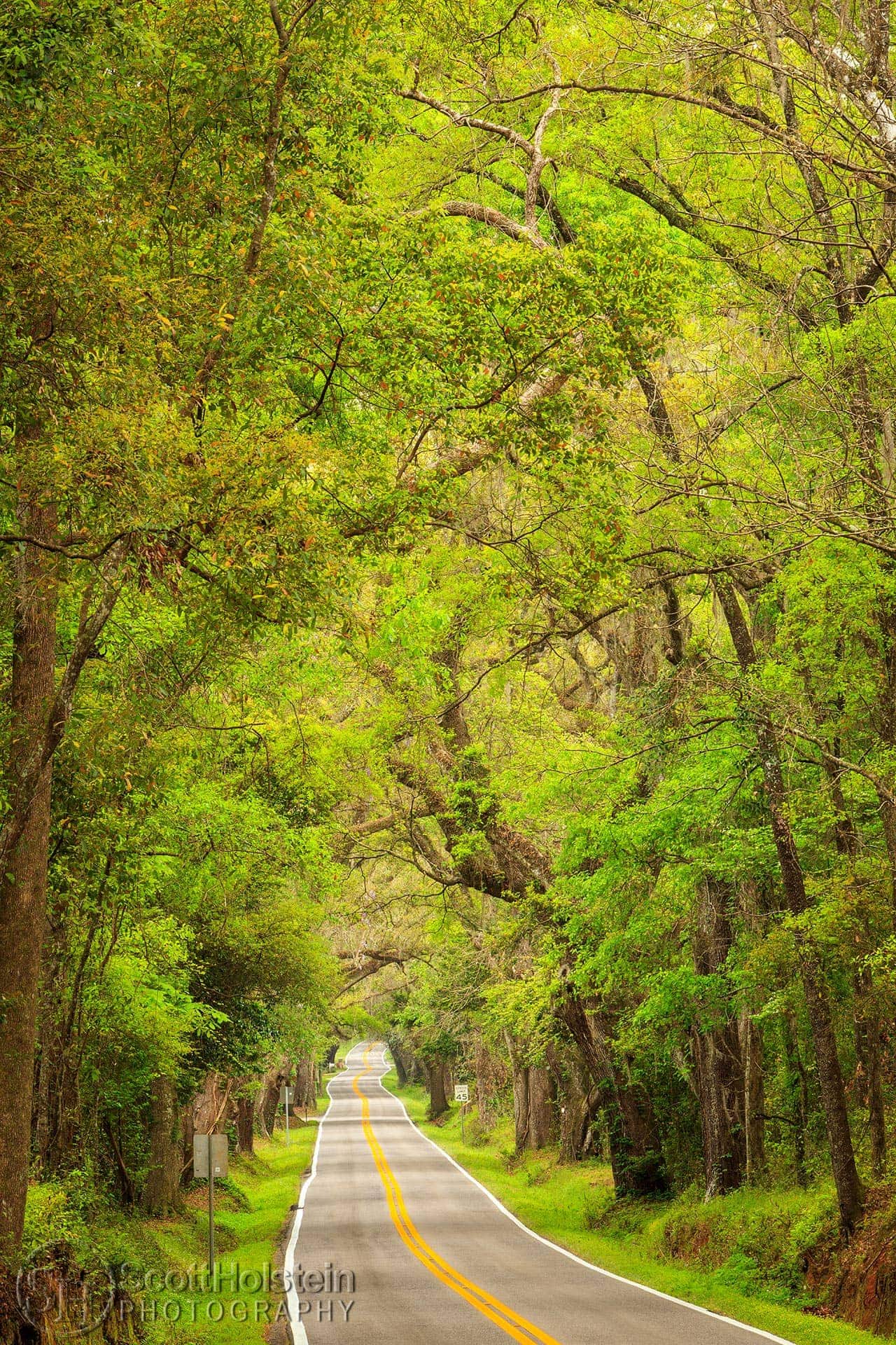 A view down Miccosukee Road in the springtime shows how this canopy road is one of the best scenic drives in Tallahassee, Florida.