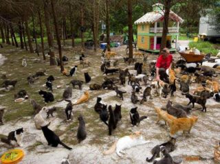 Photo of cat feeding time at Caboodle Ranch in Florida by editorial photographer Scott Holstein.