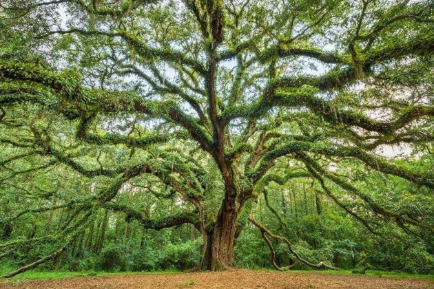 Landscape photography sample image: Massive oak tree