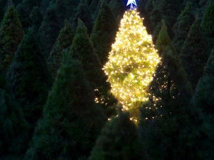 Photo of a single Christmas tree glowing on a tree farm by professional photographer Scott Holstein.