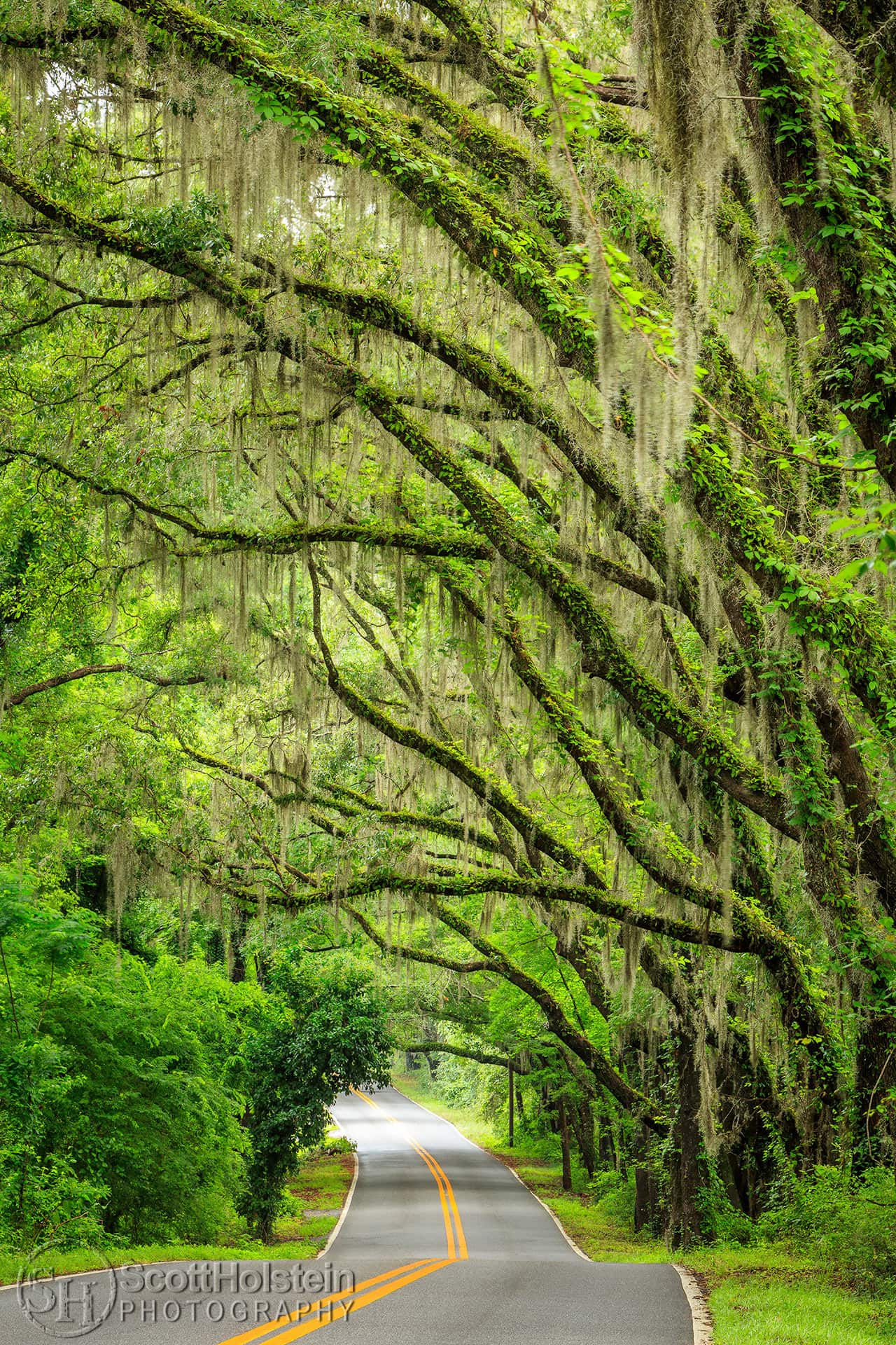 Miller Landing Road is a canopy road in Tallahassee, Florida that leads to Miller Landing on Lake Jackson.