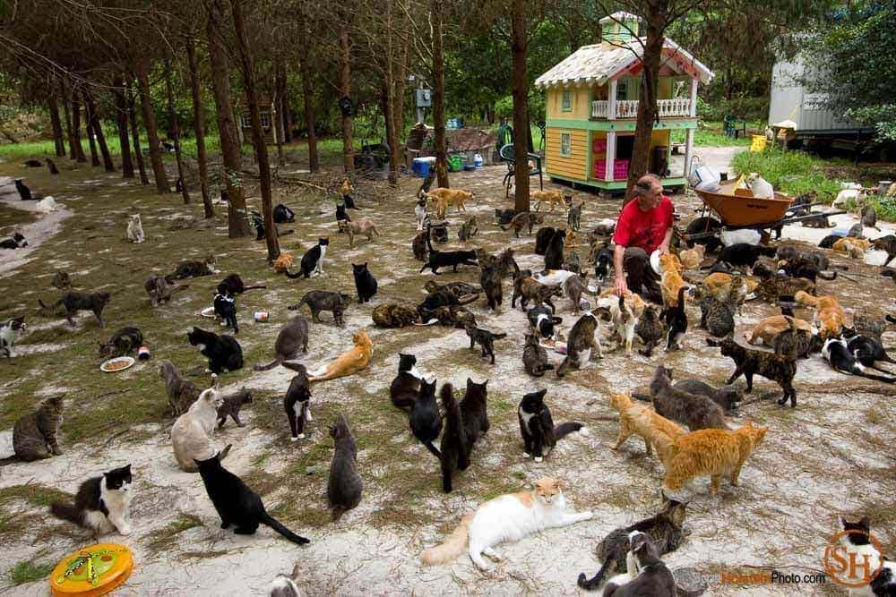 Photo of cat feeding time at Caboodle Ranch in Florida by editorial photographer Scott Holstein.