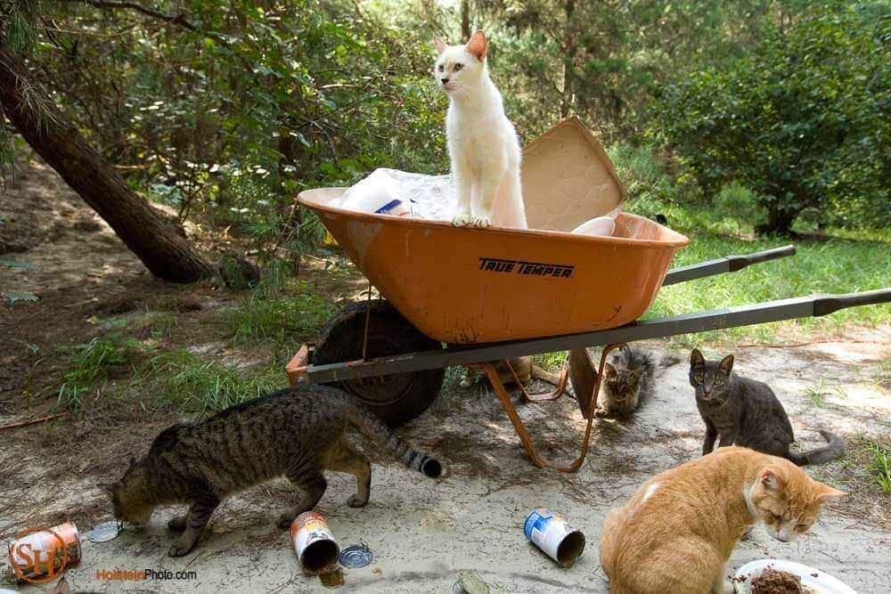 A cat watches feeding time from atop the wheelbarrow at Caboodle Ranch in Florida by editorial photographer Scott Holstein.