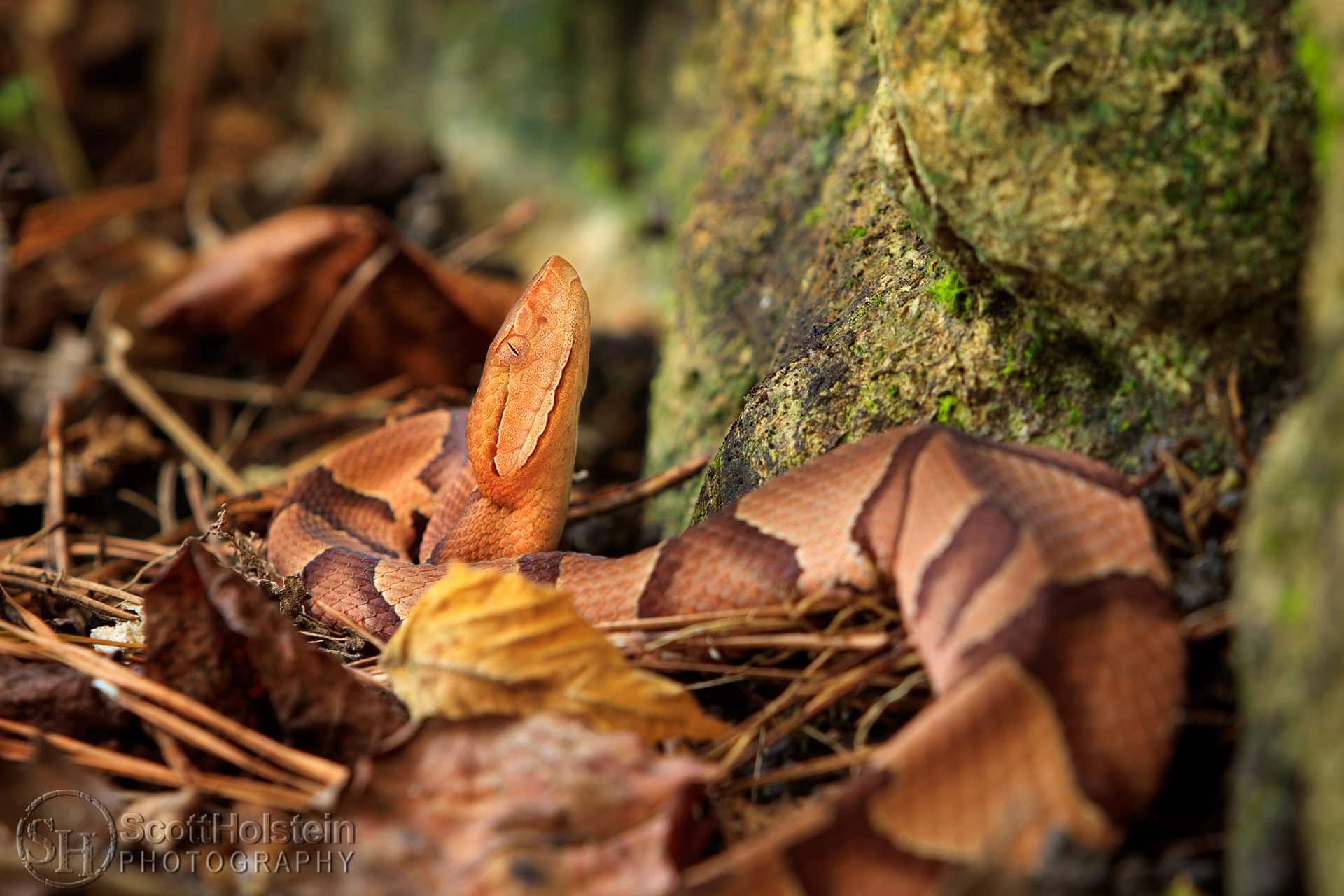 Florida Copperhead Snake prints for sale - a beautiful, copper/tan/brown Florida copperhead snake sits alert on the leaf litter at the base of a rock outcropping.
