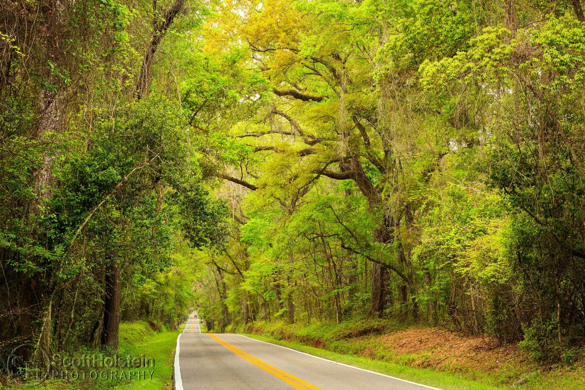 A roadside southern live oak tree with a yellow and green canopy of early spring stands as sentinel over the view down Miccosukee Road, a Tallahassee canopy road.