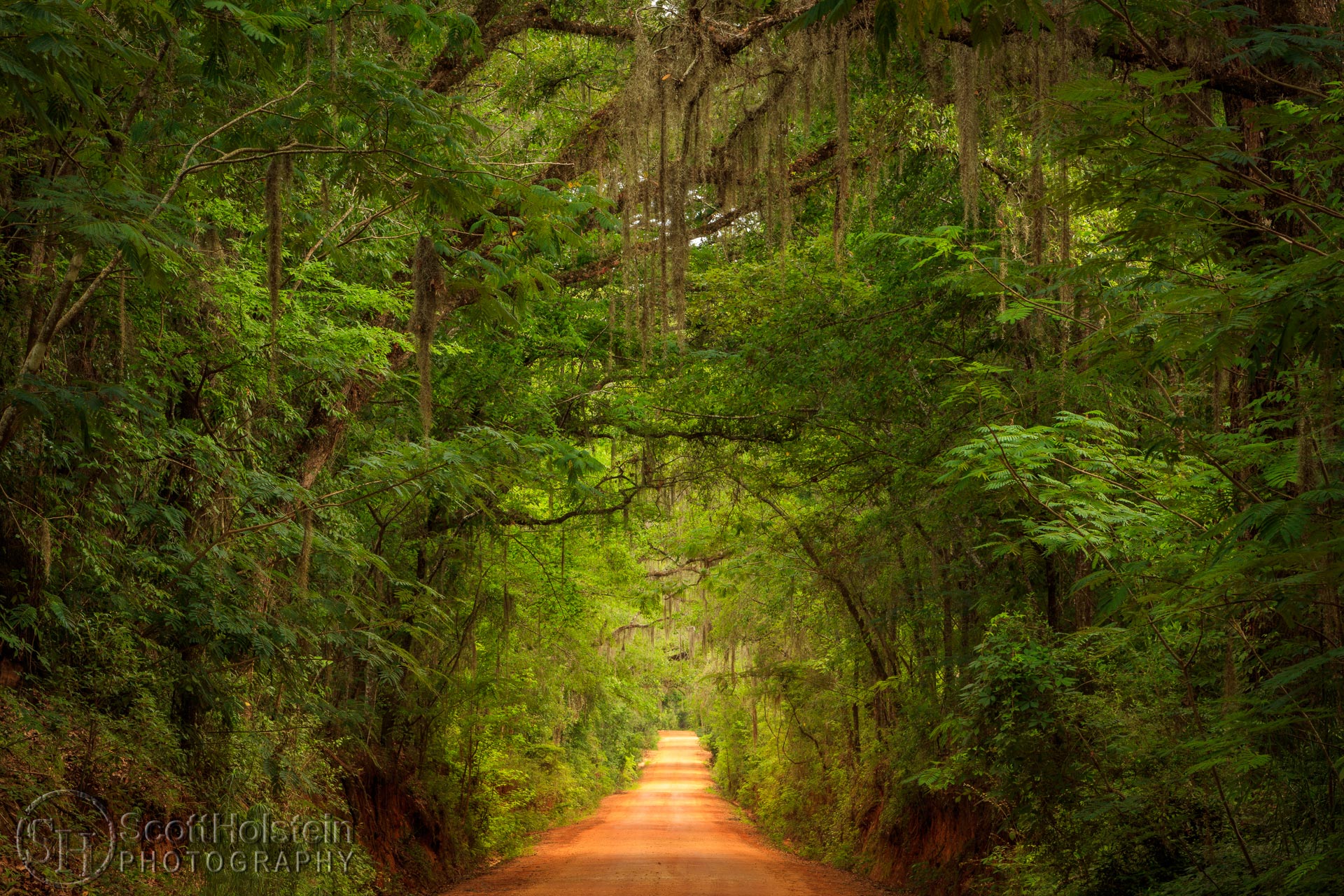 A canopied country road near Tallahassee, Old Magnolia Road stretches out beneath a canopy lush with the new greenery of late spring.