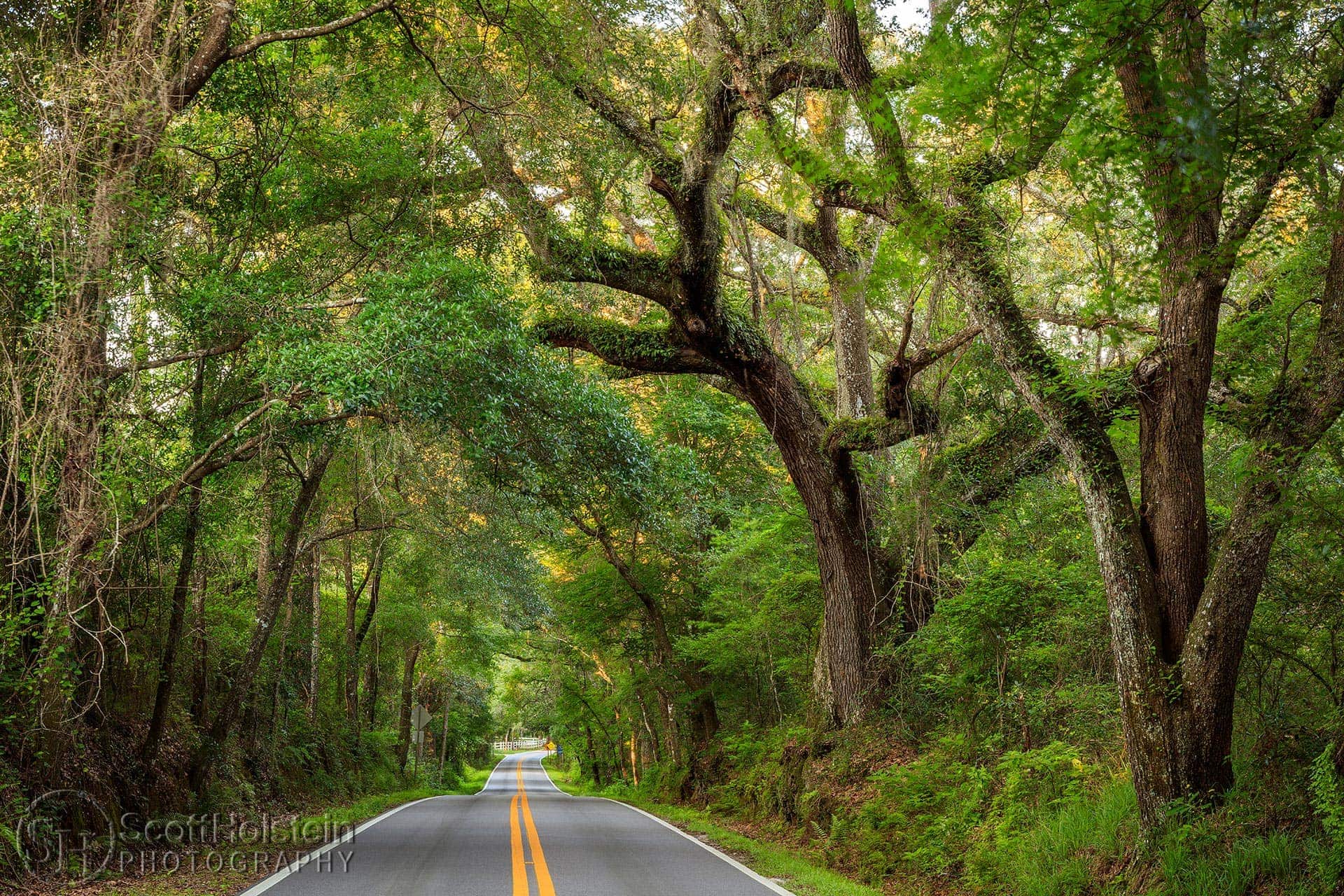 Large southern live oaks tower over Miccosukee Road in Tallahassee, Florida, creating a canopy over the road.