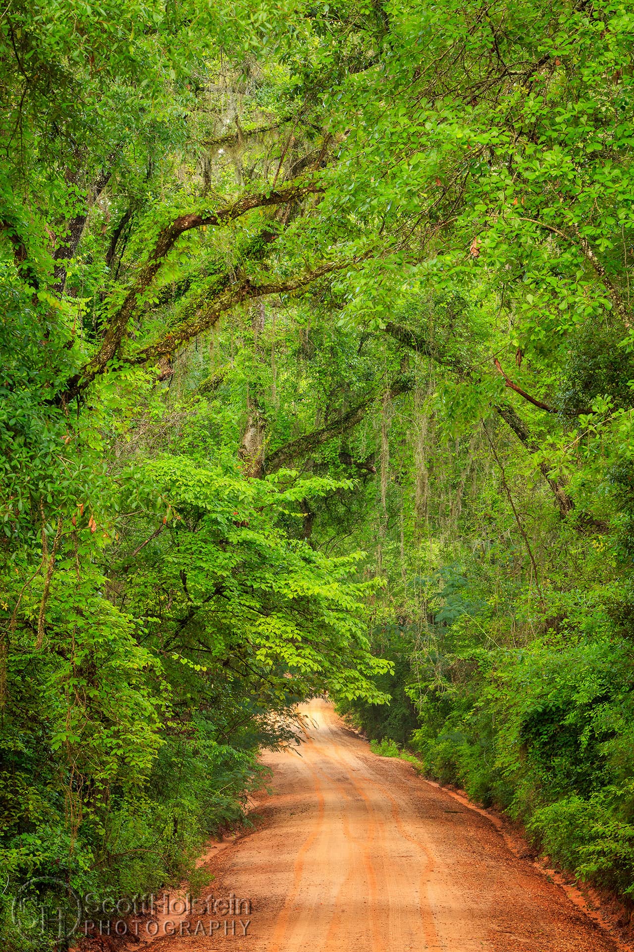 Landscape Photography Prints: The red clay of Sunny Hill Road winds beneath the verdant jungle of a full canopy in the late spring near Tallahassee, Florida.