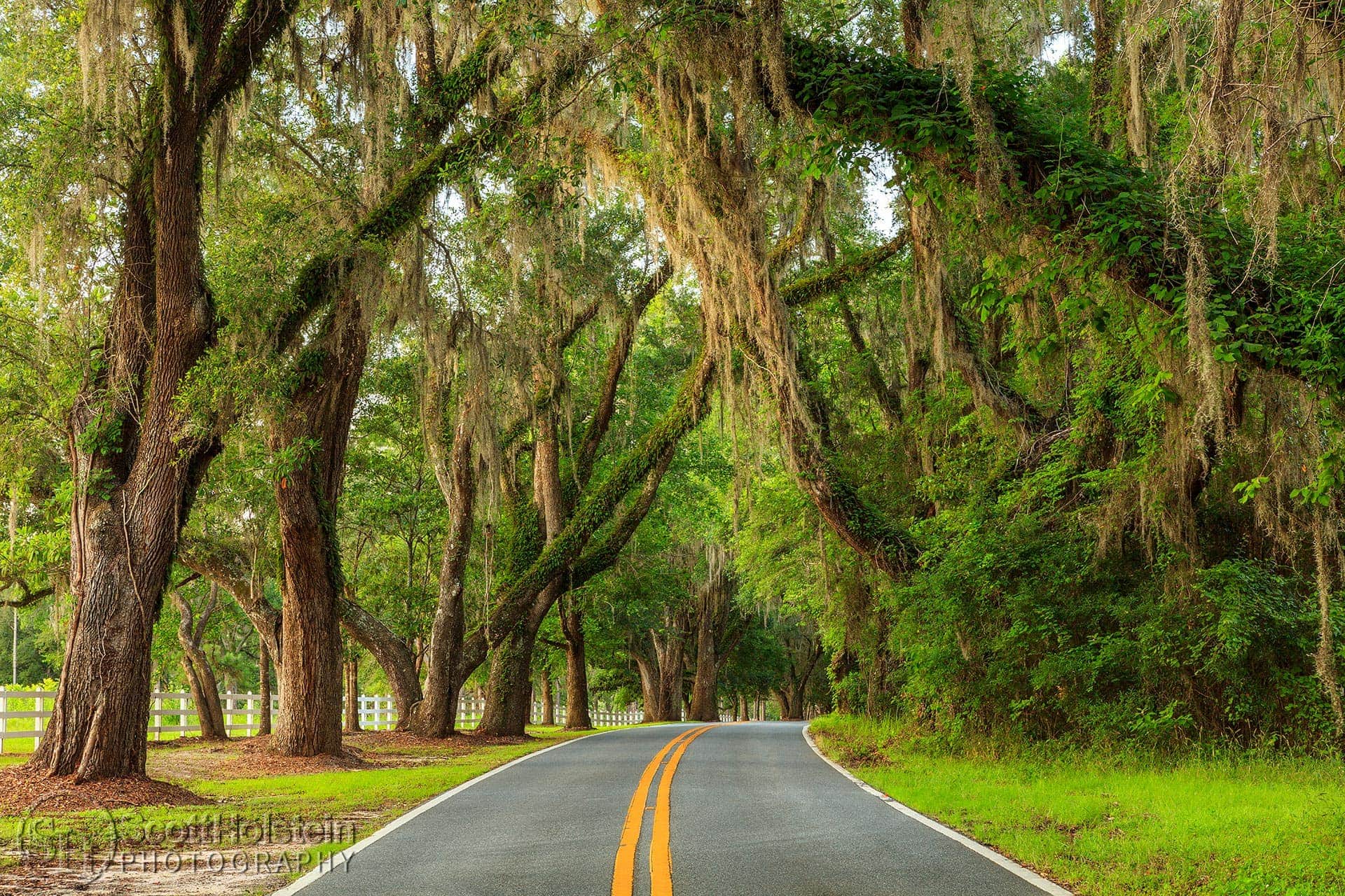 Large southern live oak trees draped in Spanish moss create a canopy over Miccosukee Road, one of the Tallahassee canopy roads.