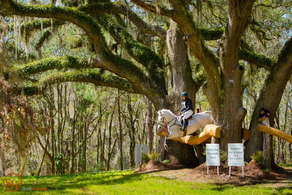 A white horse and rider jump over a fence between beautiful Live Oak trees covered in ferns in Tallahassee, Florida